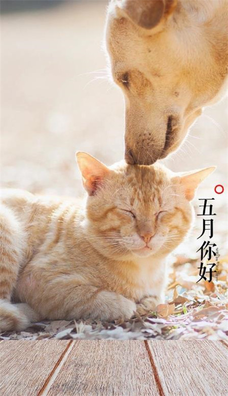 2020五月你好壁紙圖片帶字 五月壁紙高清風景圖