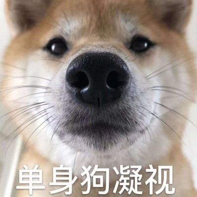 520單身狗專(zhuān)用帶字表情包 2020抖音單身狗表情包圖片大全