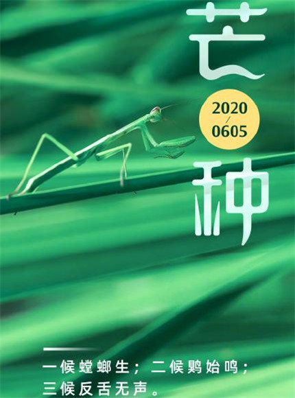 2020芒種圖片高清唯美 芒種節(jié)氣圖片大全帶字