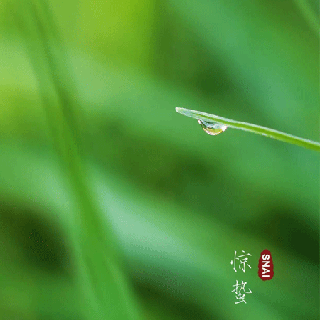2021最新二十四節(jié)氣驚蟄朋友圈圖片 春風(fēng)輕送又是驚蟄春意濃