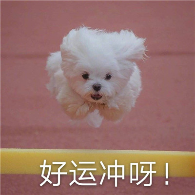 好運連連的祝福表情可愛 給你帶來好運的微信聊天表情