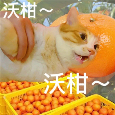 最新版群聊用的表情包大全 這個群讓我感到好迷茫
