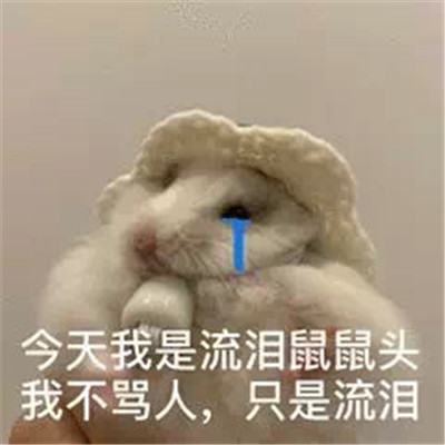 2022萌萌的小老鼠搞笑表情合集 今天我是流淚鼠鼠頭