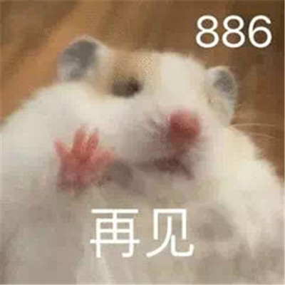 2022萌萌的小老鼠搞笑表情合集 今天我是流淚鼠鼠頭